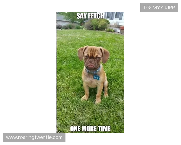 万狗体育带你全面了解最新体育赛事资讯与分析，助你掌握第一手比赛动态